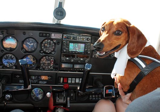 Emotional support dog, Dogs, Emotional support